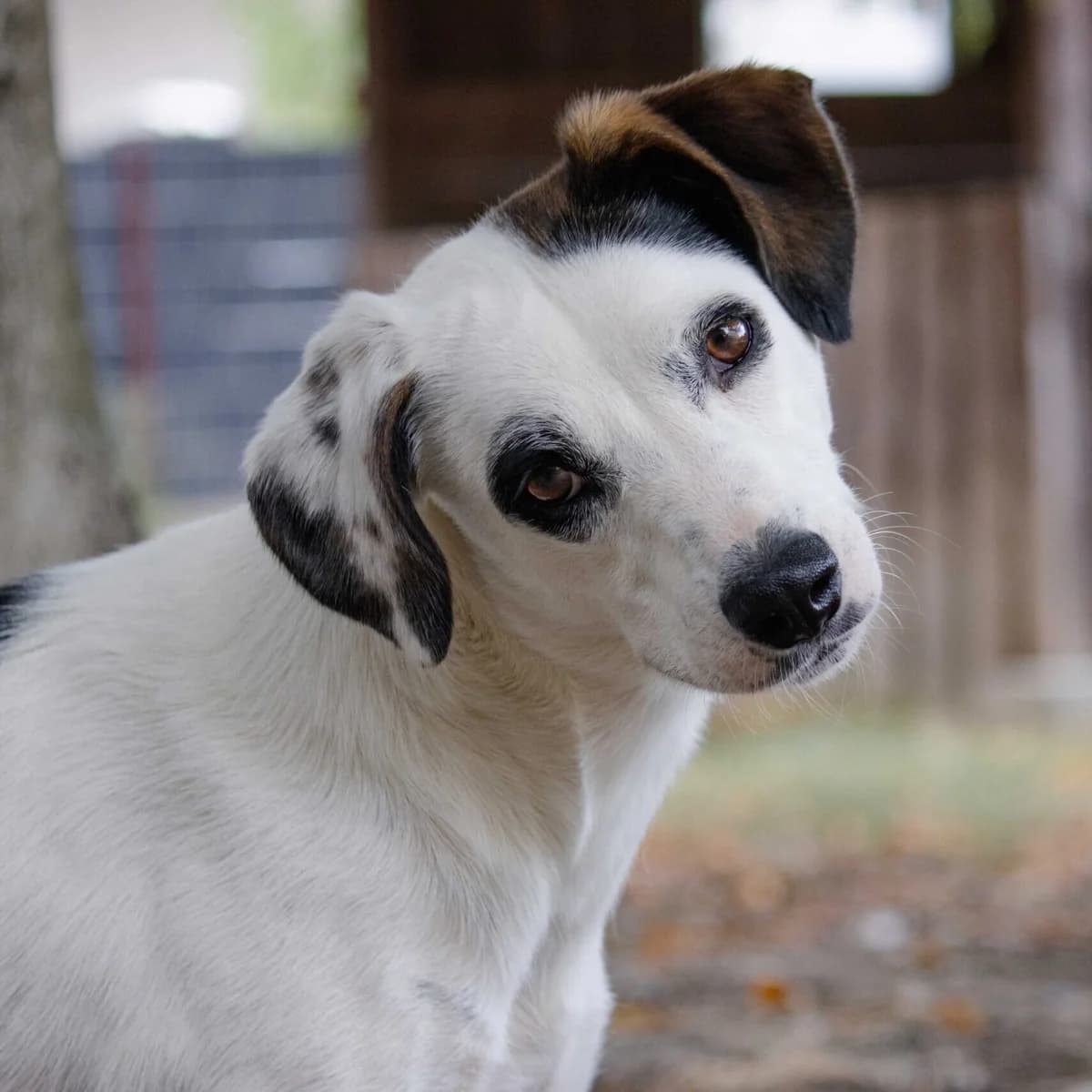 Nuri, female Mixed Breed for adoption at Menschen für Tiere, Oberndorf a.N.