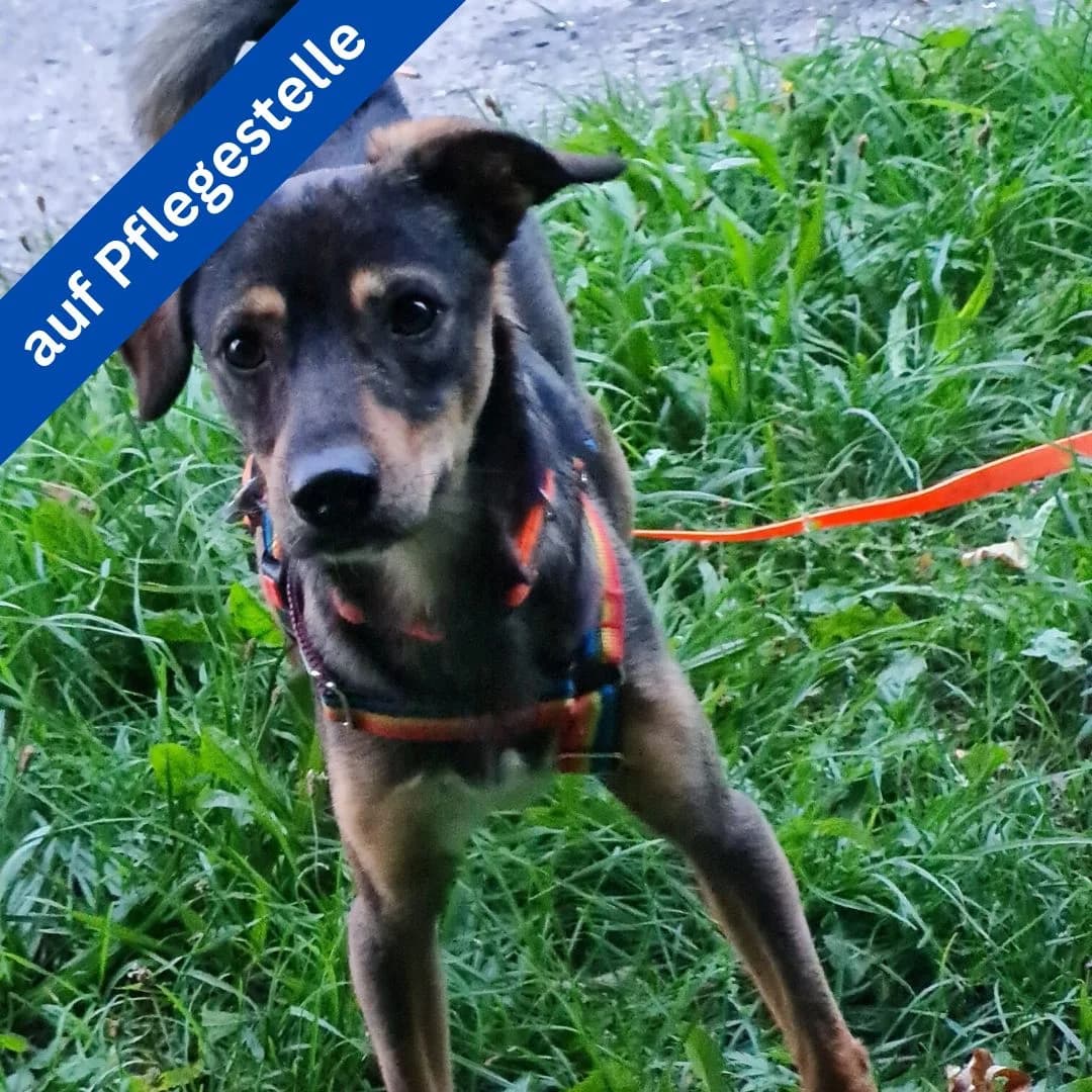 Raphael, female Mixed Breed for adoption at Menschen für Tiere, Oberndorf a.N.