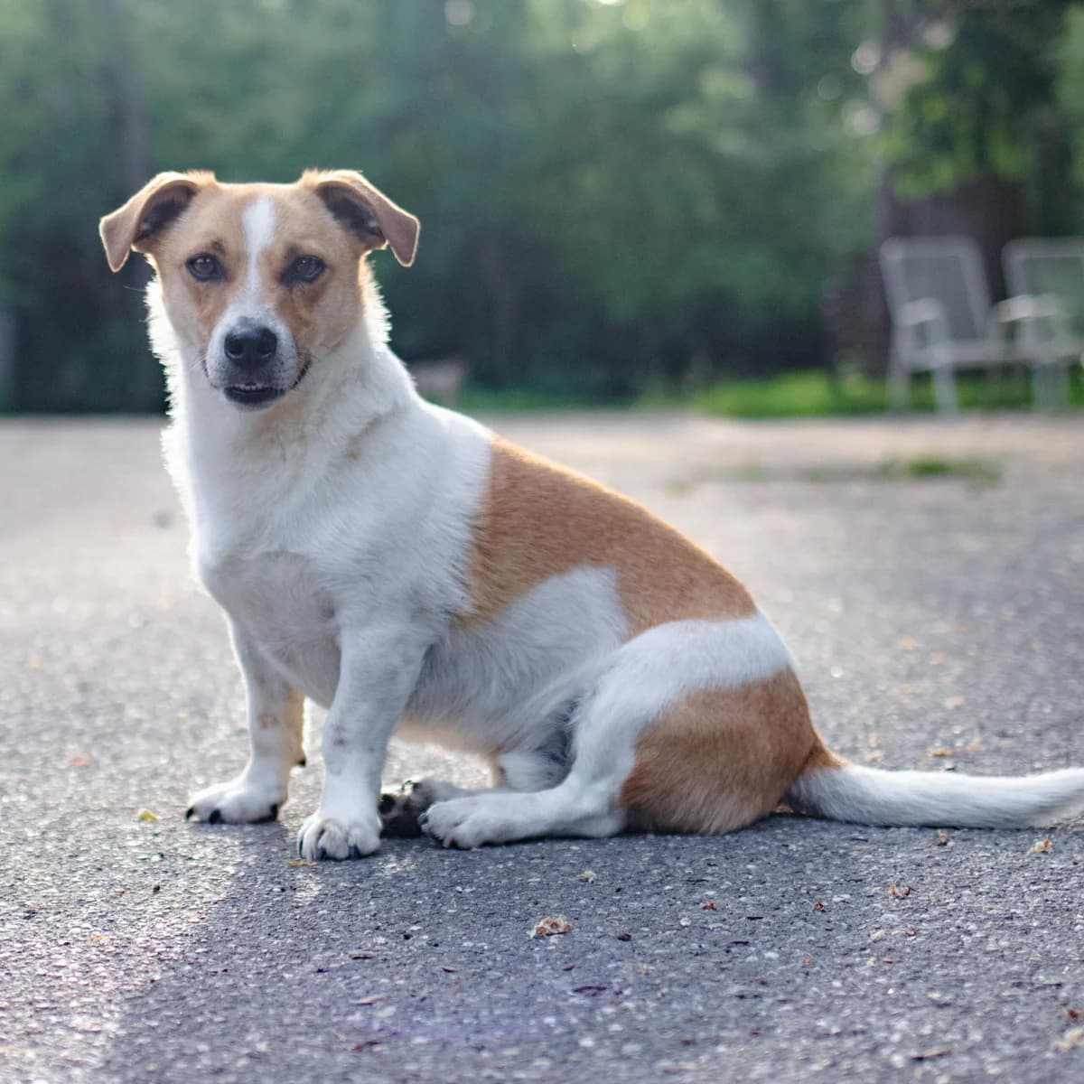 Robby, male 4yo Mixed Breed for adoption at Menschen für Tiere, Oberndorf a.N.