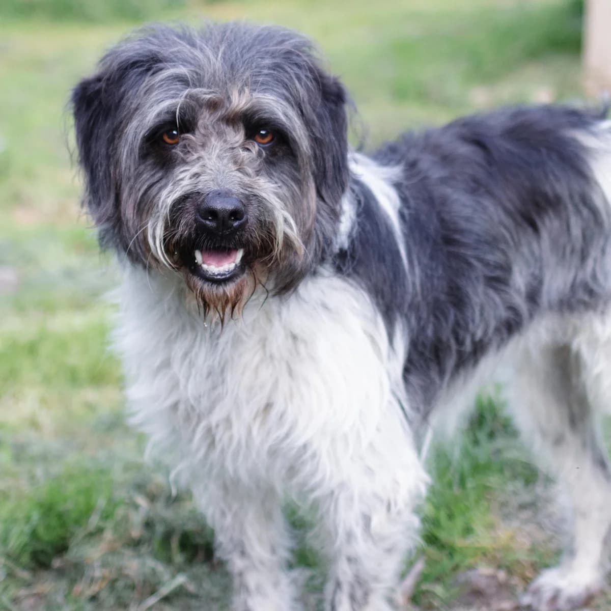 Drixie, weiß female Mixed Breed for adoption at Menschen für Tiere, Oberndorf a.N.