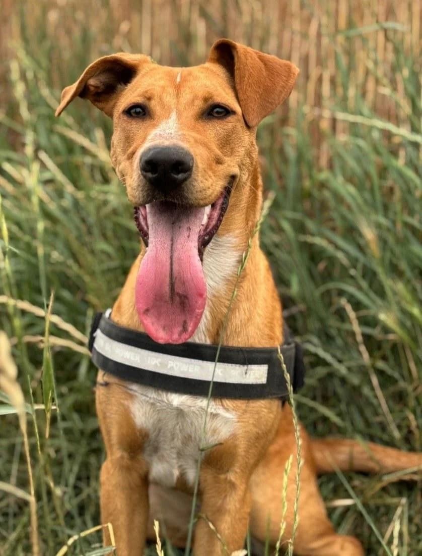 Junge aktive Hündin, female Harzer Fuchs for adoption at Meuselwitzer Tierschutzinitiative
