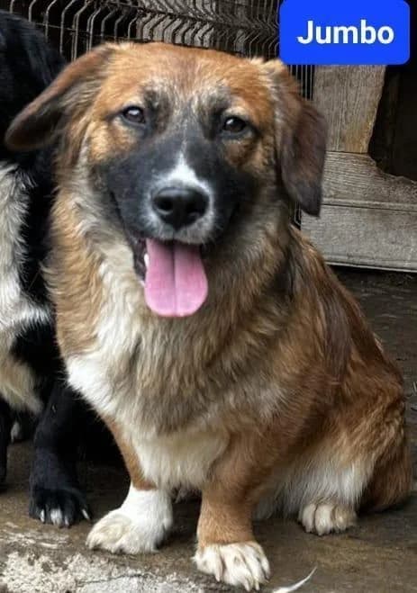 Knutschkugel Jumbo 🩵, male Mixed Breed for adoption at Meuselwitzer Tierschutzinitiative