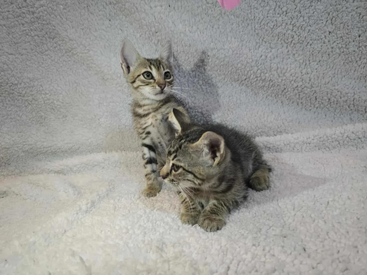 🐾 Marie & Vic, female European Shorthair for adoption at Meuselwitzer Tierschutzinitiative