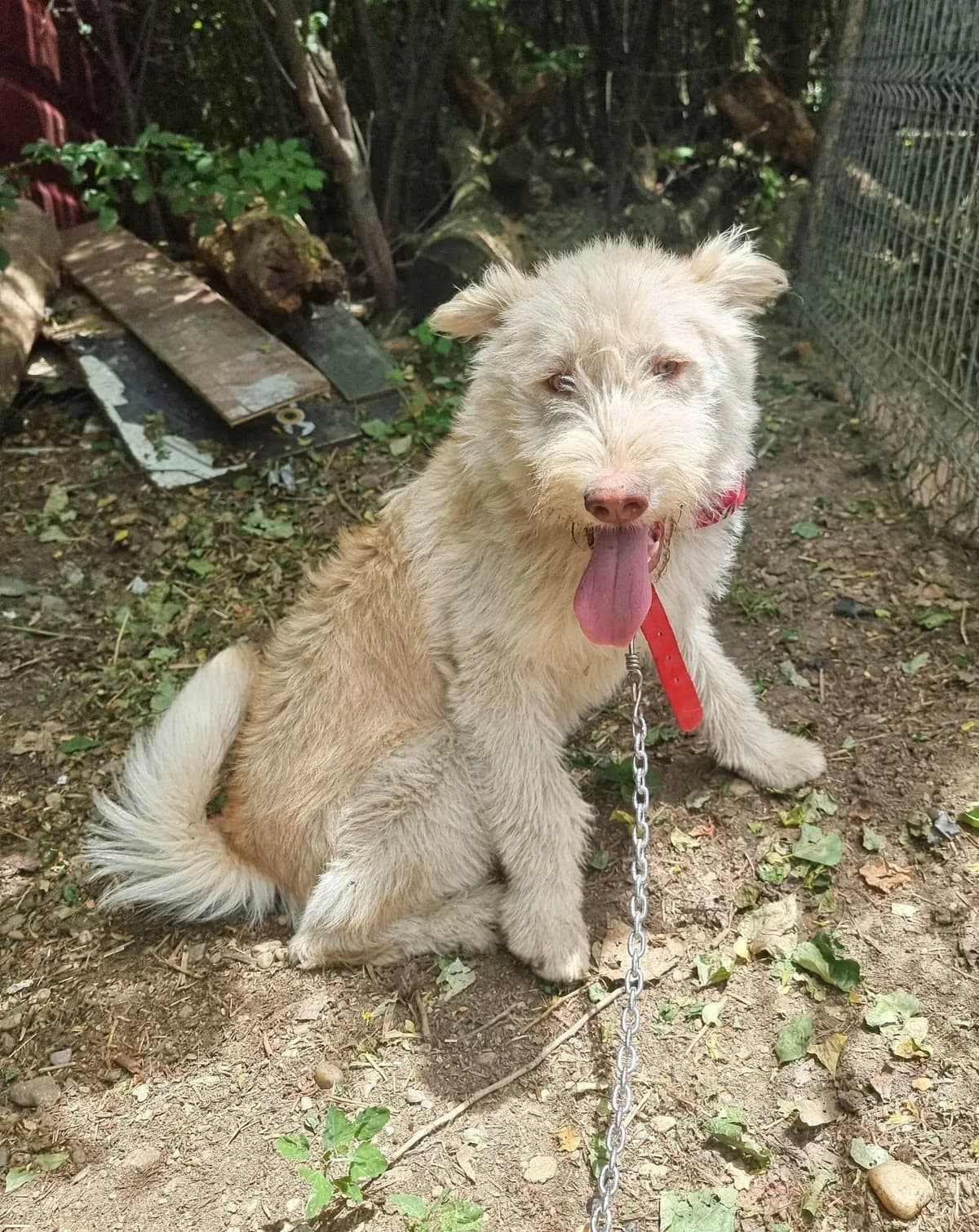 Baxter, male Mixed Breed for adoption at Meuselwitzer Tierschutzinitiative
