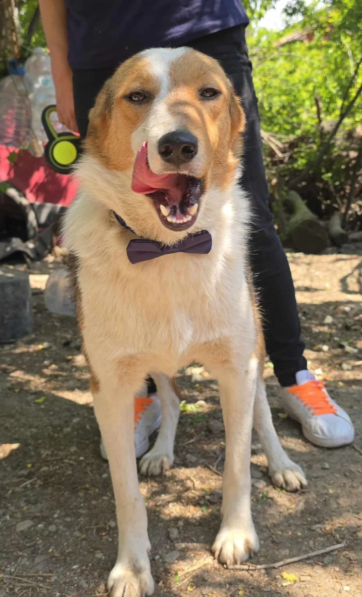 Mitch, male Mixed Breed for adoption at Meuselwitzer Tierschutzinitiative