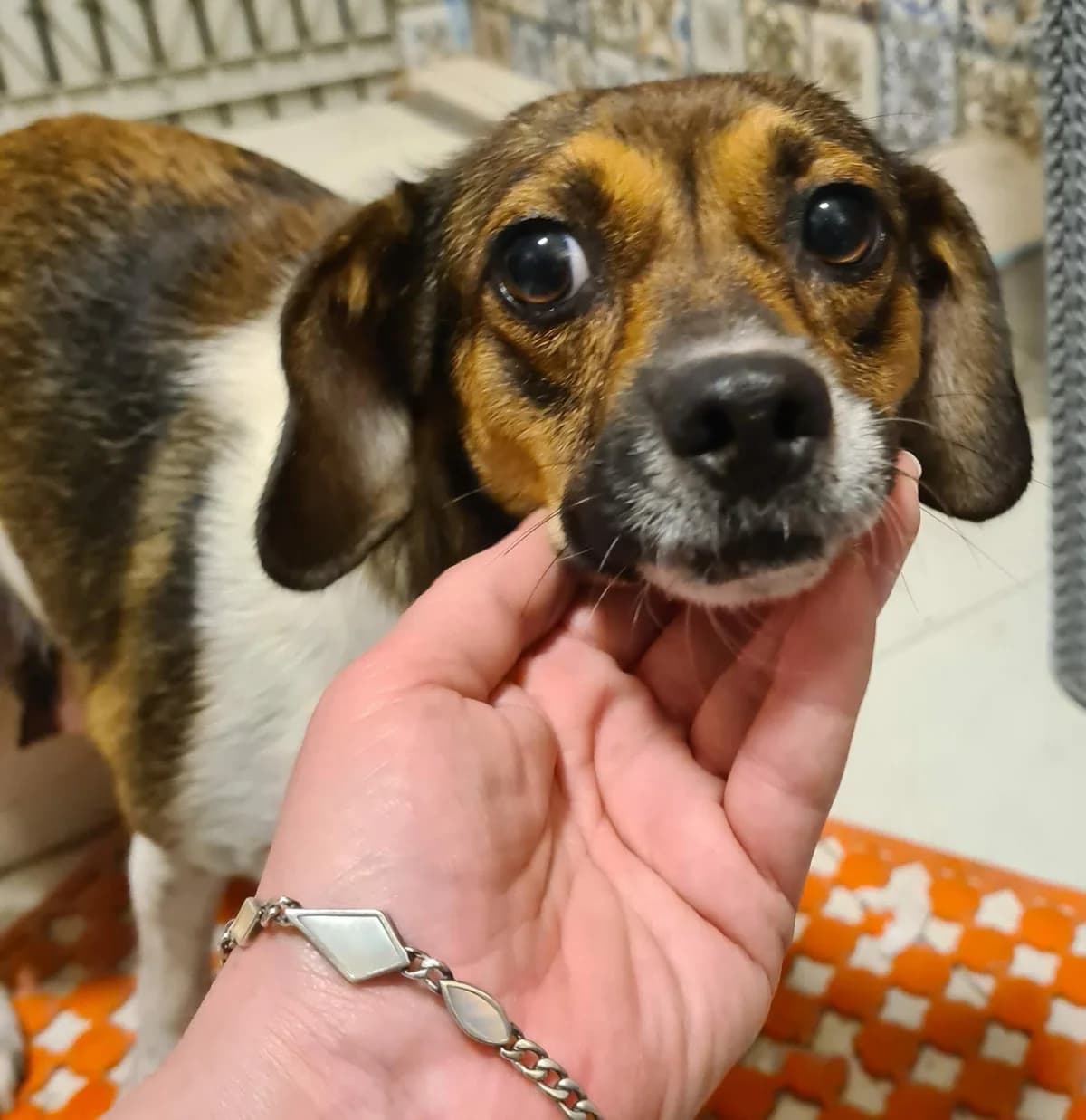 Kleiner Sonnenschein, female 3yo Mixed Breed for adoption at Meuselwitzer Tierschutzinitiative