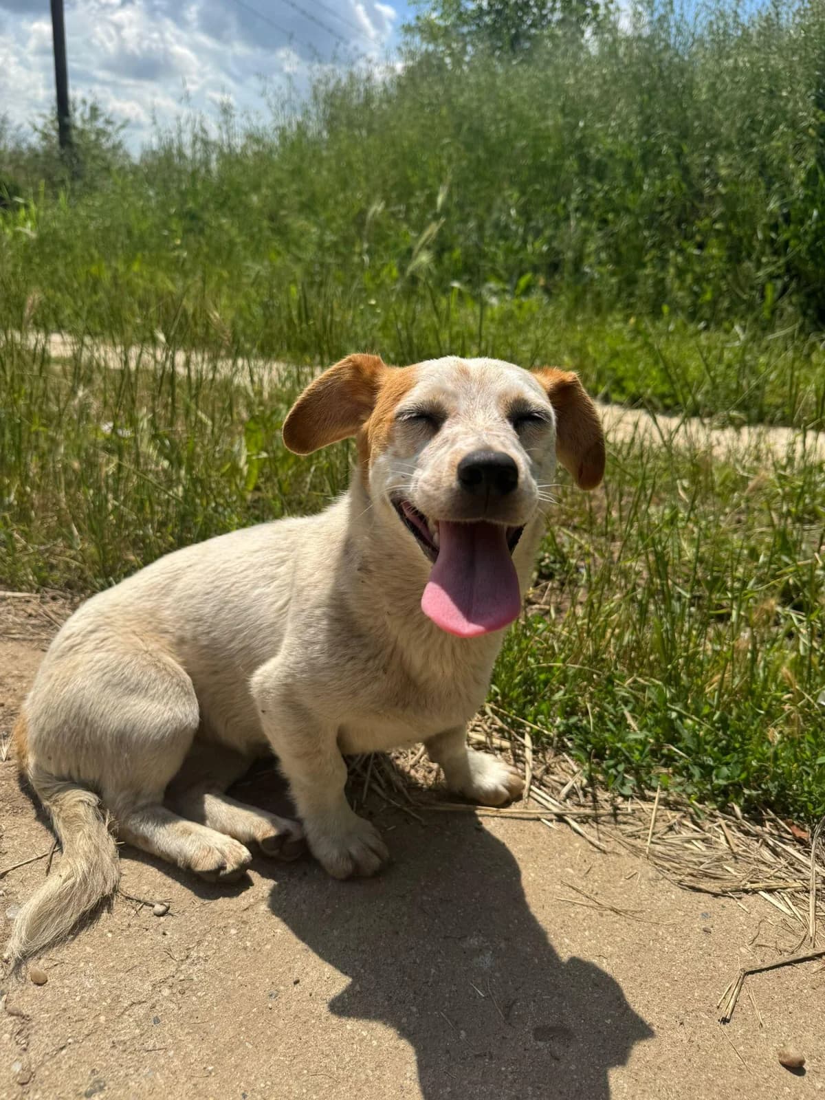 Karla, female young Mixed Breed for adoption at Meuselwitzer Tierschutzinitiative