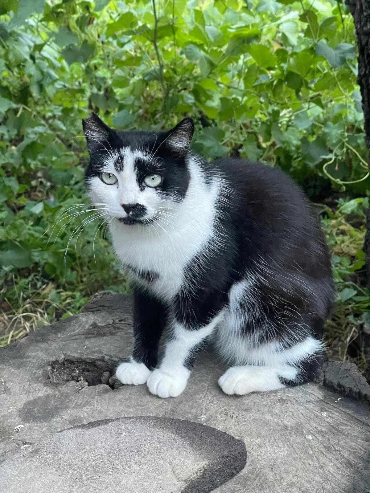 Sophie, female 6yo European Shorthair for adoption at Meuselwitzer Tierschutzinitiative
