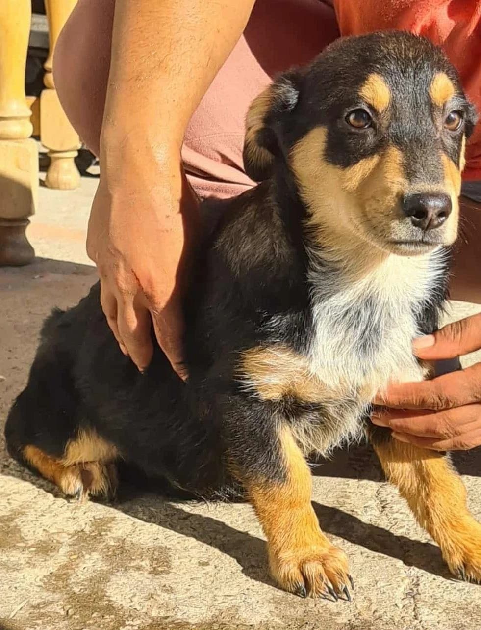 Jippy, male young Mixed Breed for adoption at Meuselwitzer Tierschutzinitiative