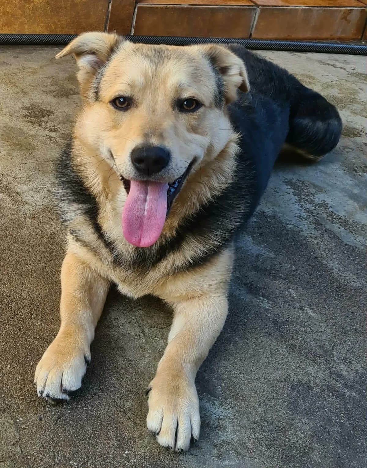 ๐ฉ๐ถ Jonty, male young Mixed Breed for adoption at Meuselwitzer Tierschutzinitiative