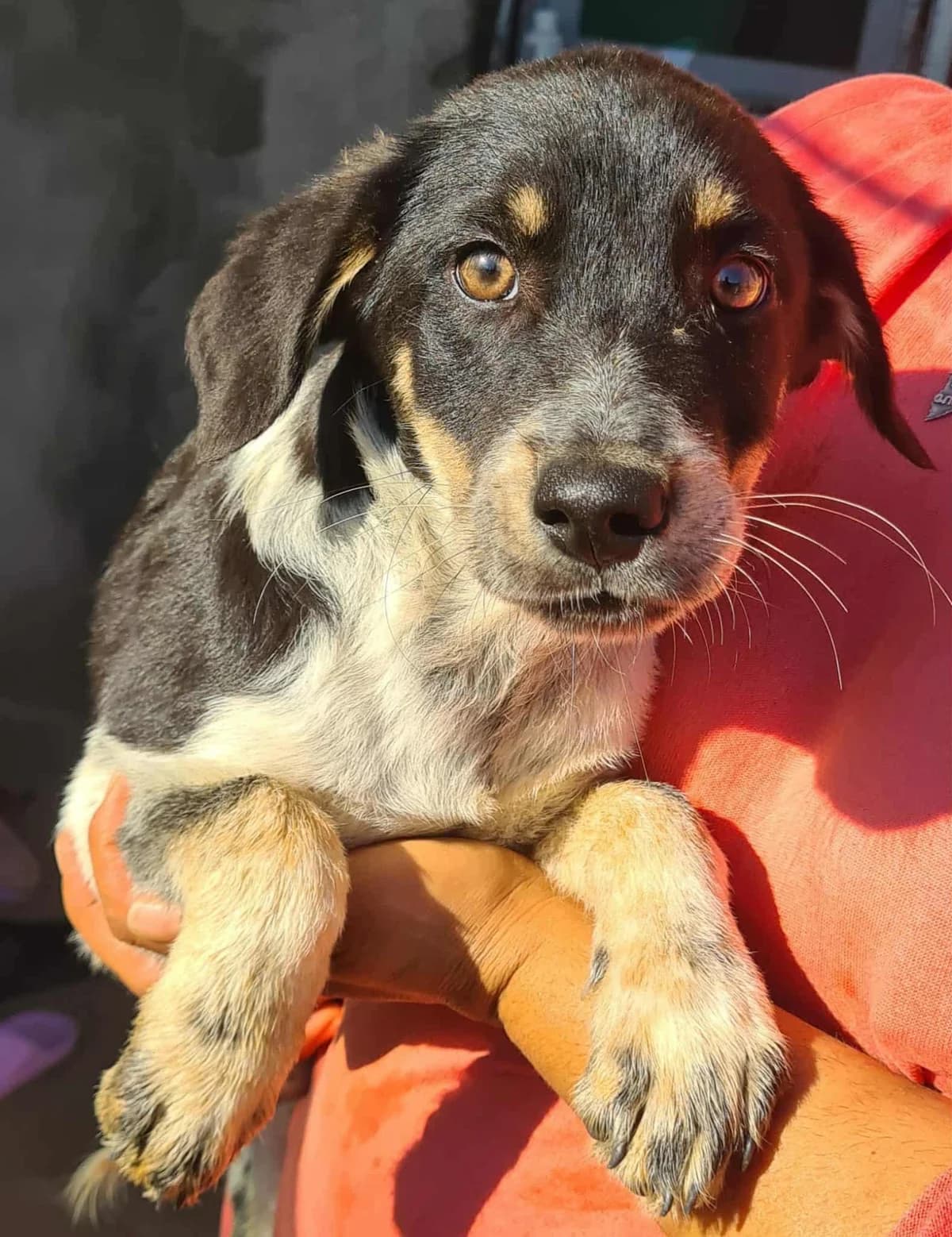 Jeffry, male young Mixed Breed for adoption at Meuselwitzer Tierschutzinitiative