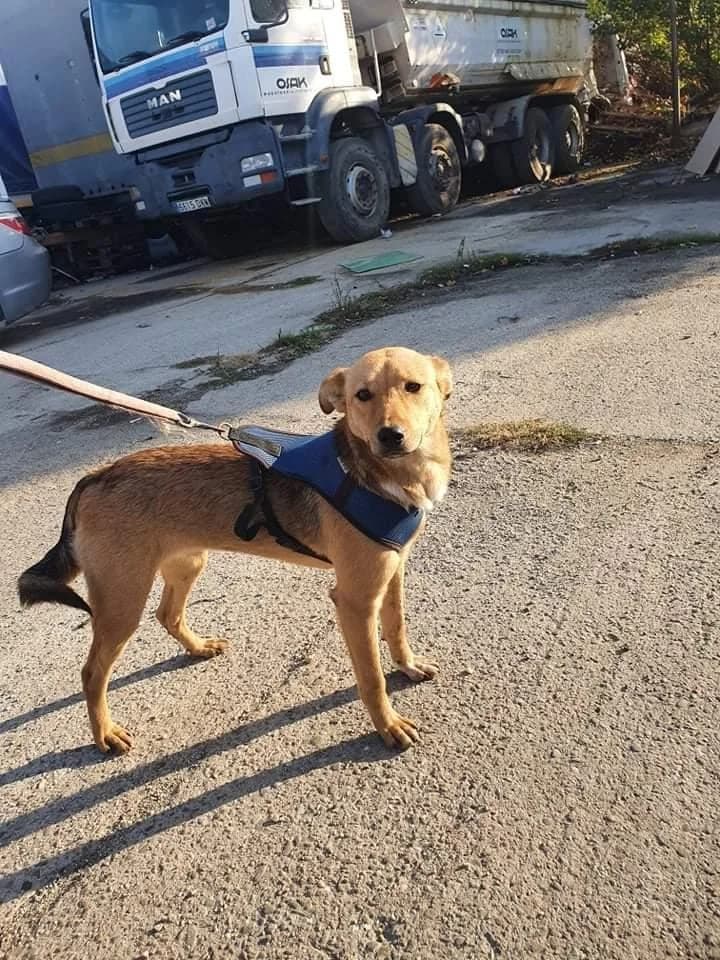 Daisy, female young Mixed Breed for adoption at Meuselwitzer Tierschutzinitiative