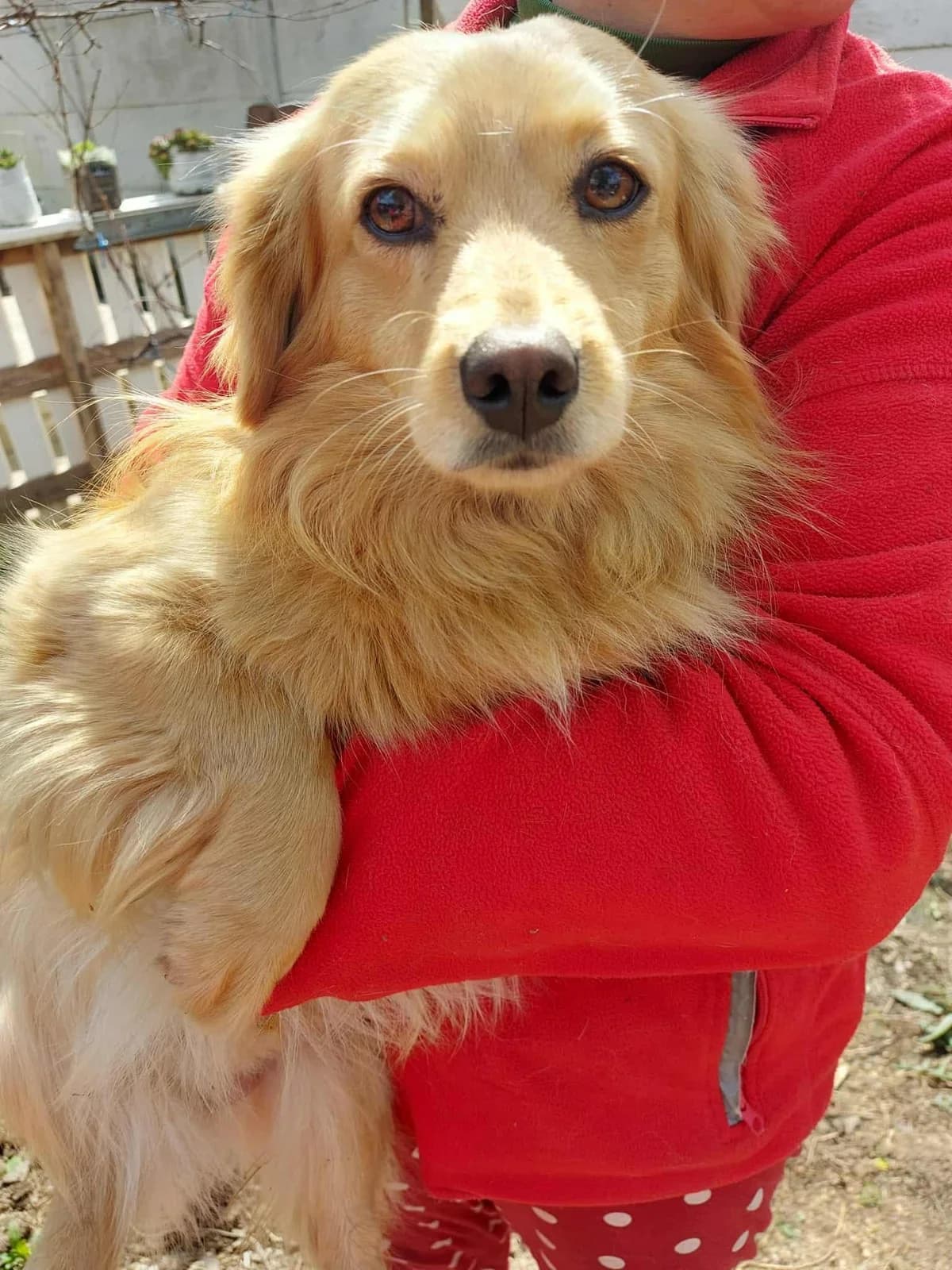 Zico, male 4yo Mixed Breed for adoption at Meuselwitzer Tierschutzinitiative