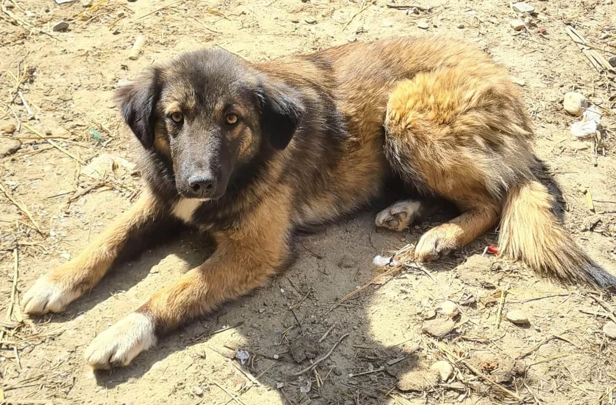 Sanfte Dalma, female 4yo Mixed Breed for adoption at Meuselwitzer Tierschutzinitiative