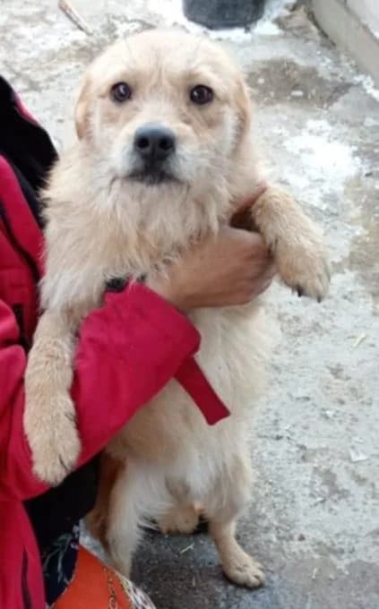 Jaya, female young Mixed Breed for adoption at Meuselwitzer Tierschutzinitiative
