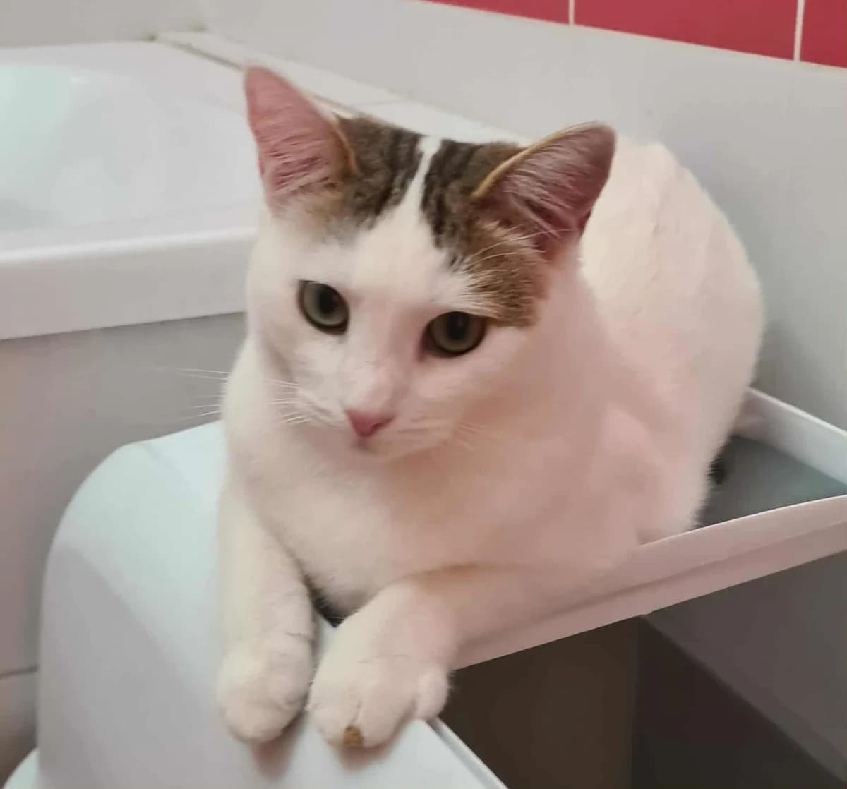 ๐ฑ Lulu, female young European Shorthair for adoption at Meuselwitzer Tierschutzinitiative