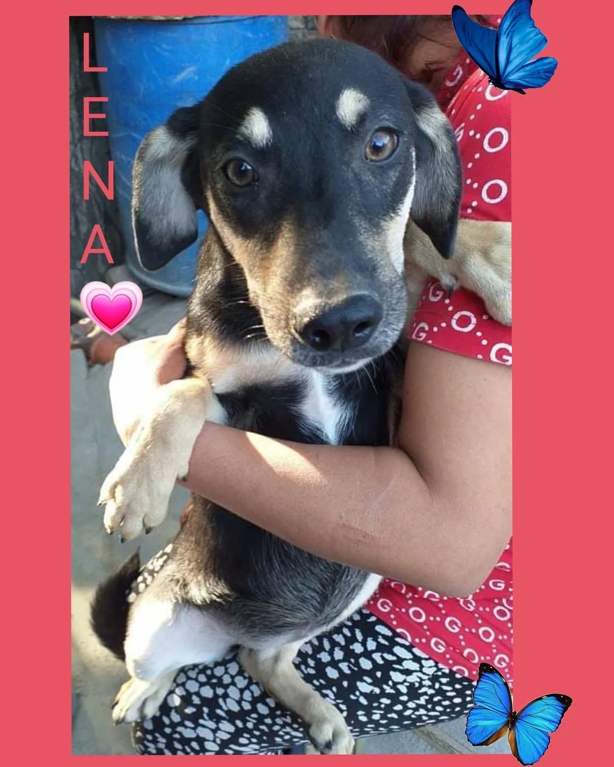 Lena, female puppy Mixed Breed for adoption at Meuselwitzer Tierschutzinitiative