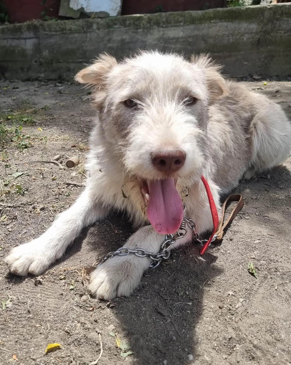 Buddy, male 3yo Mixed Breed for adoption at Meuselwitzer Tierschutzinitiative