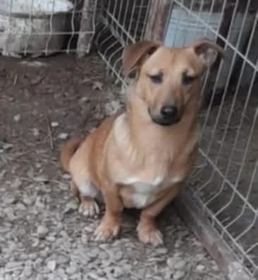 Janek, male 3yo Mixed Breed for adoption at Meuselwitzer Tierschutzinitiative