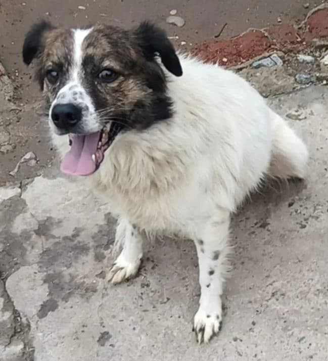 Carmina, 5yo Mixed Breed for adoption at Meuselwitzer Tierschutzinitiative