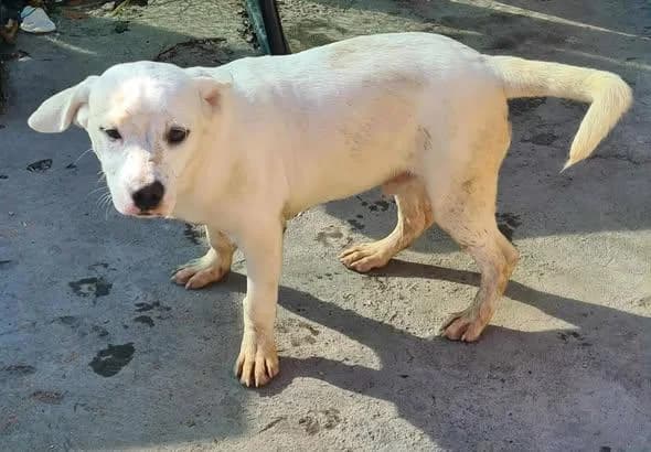 Ynse, male young Mixed Breed for adoption at Meuselwitzer Tierschutzinitiative