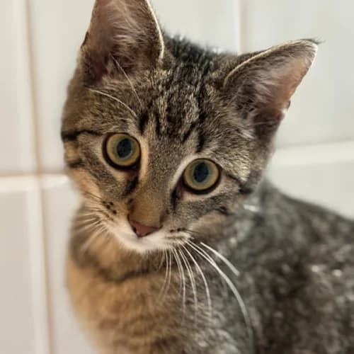 Bonito, male young Mixed Breed for adoption at miniKatz