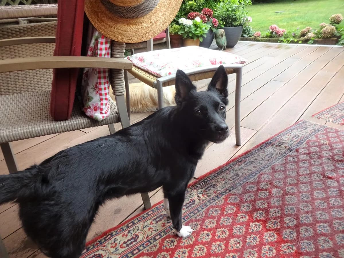 Ally, female 4yo Mixed Breed for adoption at Mit Tieren leben e.V.