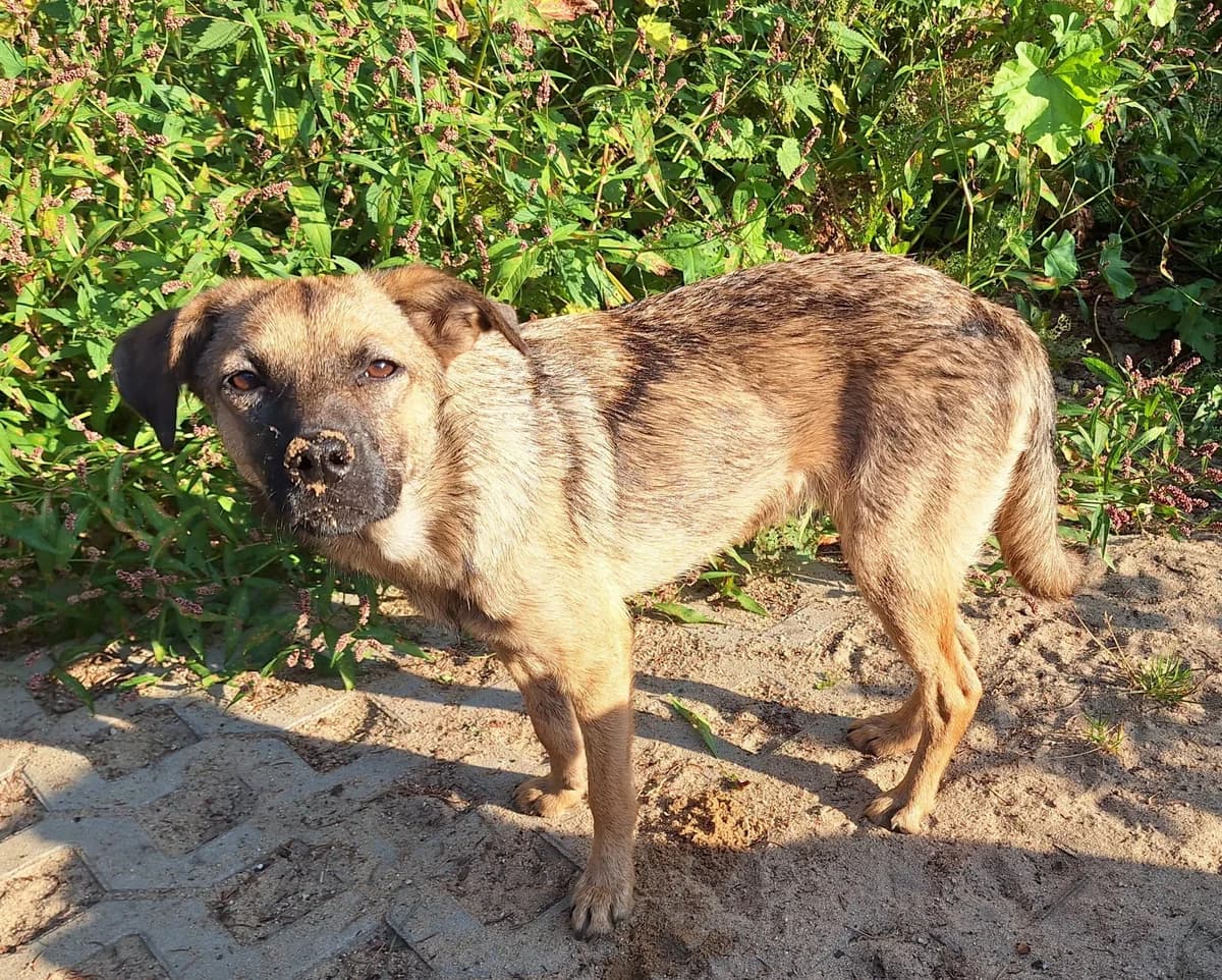 Hannes, male young Mixed Breed for adoption at Mit Tieren leben e.V.