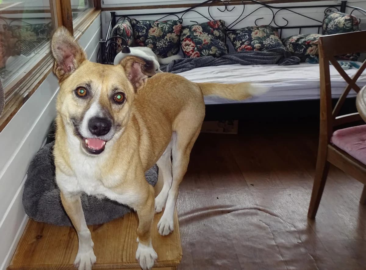 Tano, male 5yo Mixed Breed for adoption at Mit Tieren leben e.V.