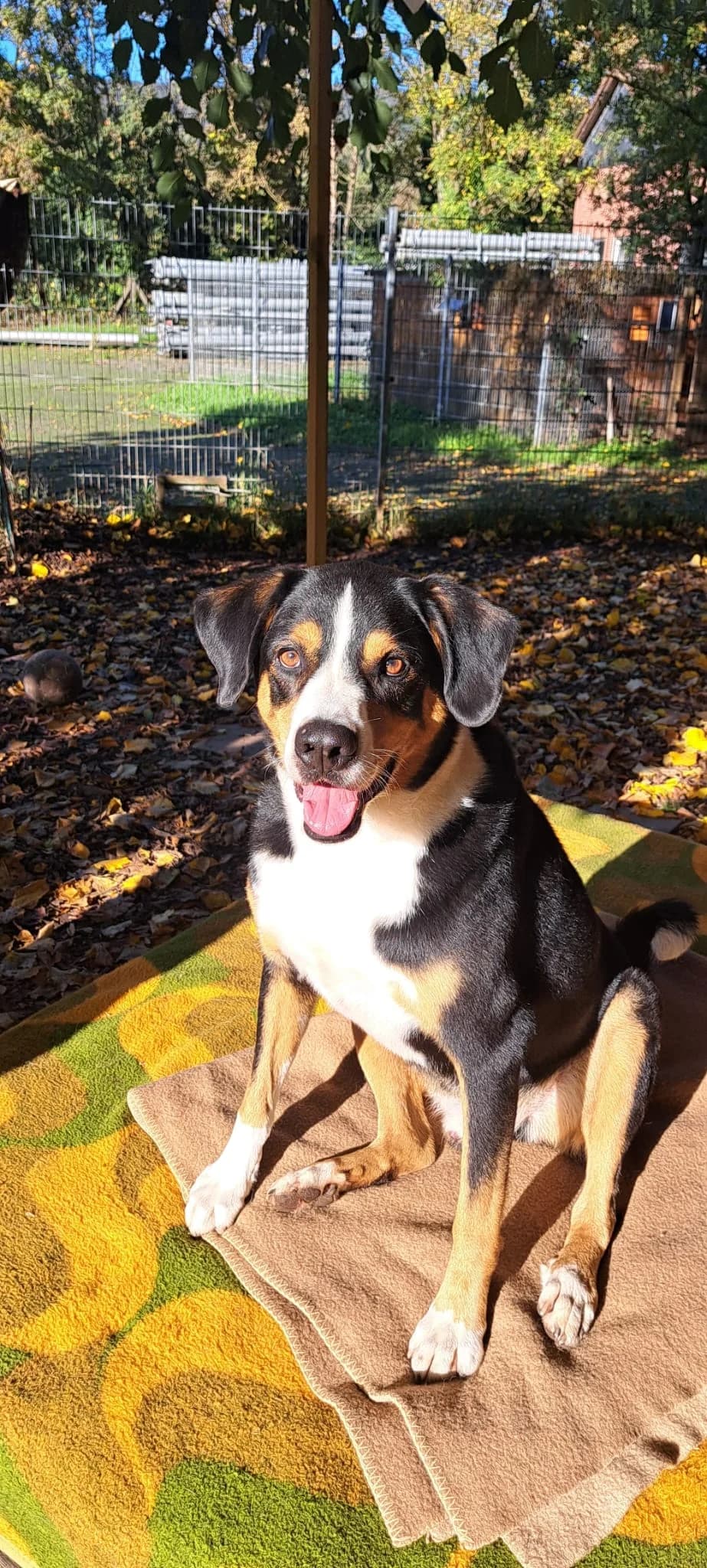 Ben – wartet schon zu lange, male 3yo Mixed Breed for adoption at Tierschutzverein M.u.T. Mensch und Tier, Bingen am Rhein