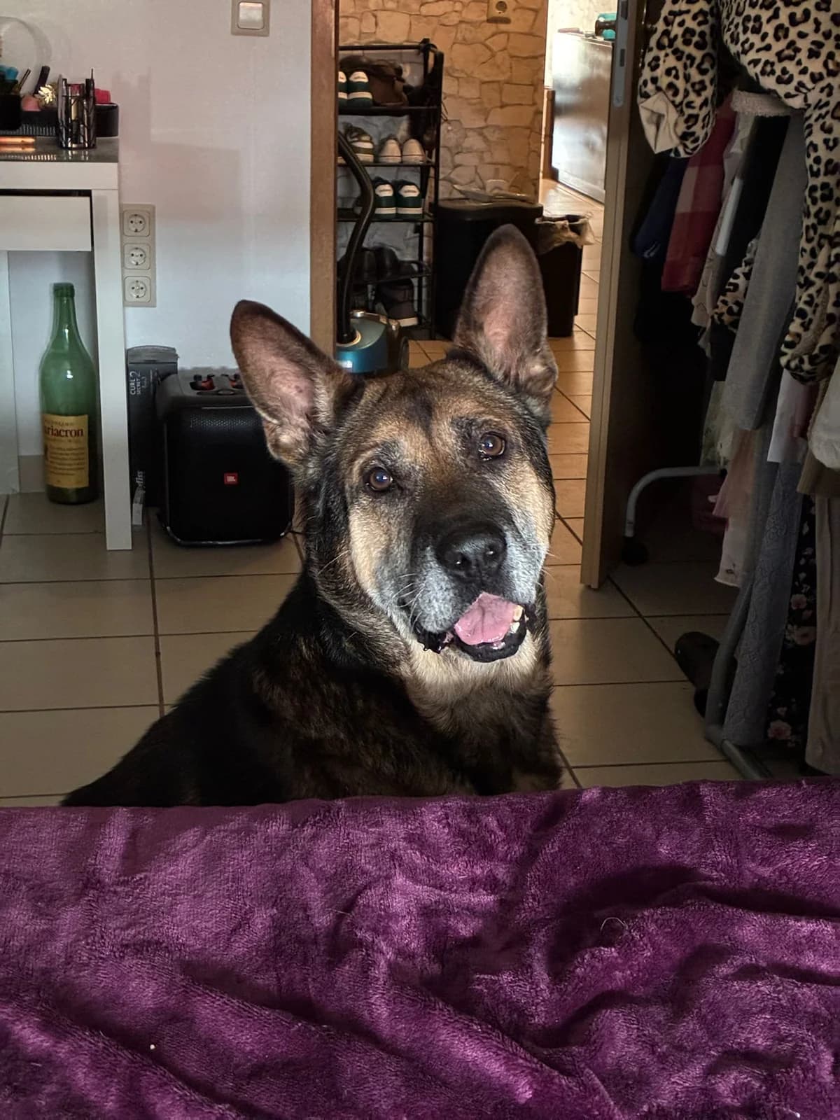 Schäferhund Mischling in, 6yo Mixed Breed for adoption at Tierschutzverein M.u.T. Mensch und Tier, Bingen am Rhein