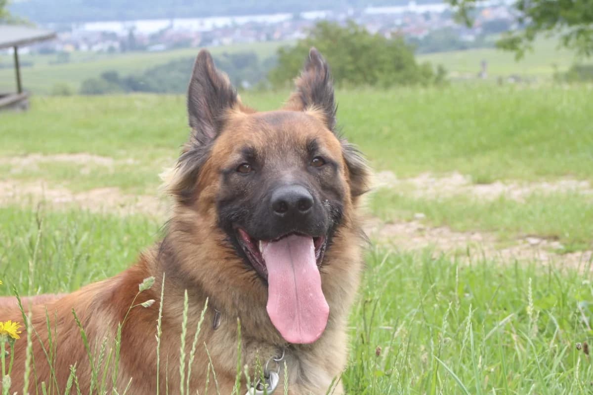 Indiana, male 5yo Mixed Breed for adoption at Tierschutzverein M.u.T. Mensch und Tier, Bingen am Rhein