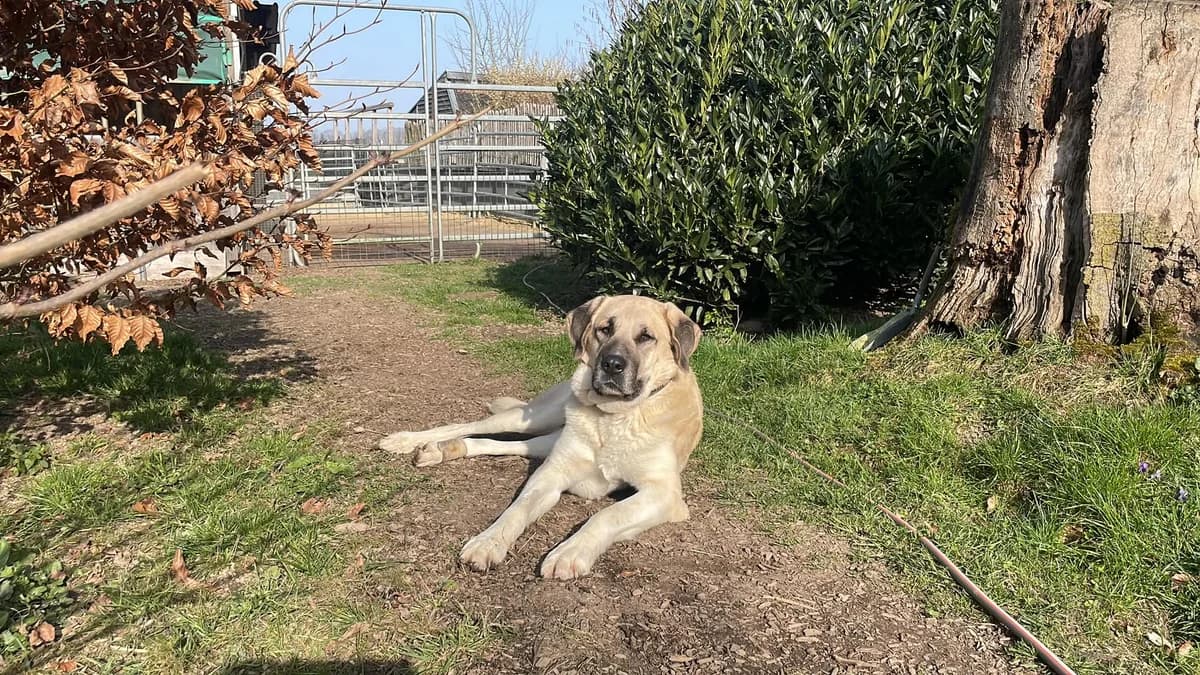 Kangal Hündin, female 3yo Mixed Breed for adoption at Tierschutzverein M.u.T. Mensch und Tier, Bingen am Rhein