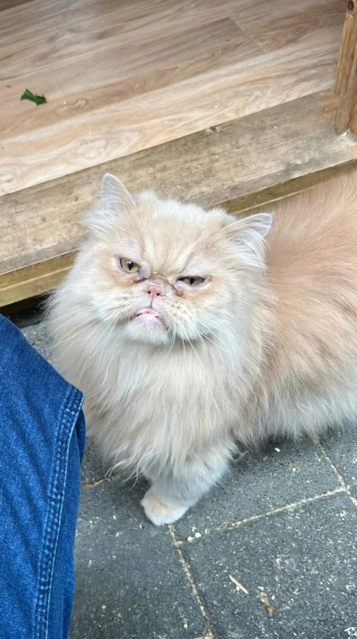 Samson – der Charmeur, male senior Mixed Breed for adoption at Tierschutzverein M.u.T. Mensch und Tier, Bingen am Rhein