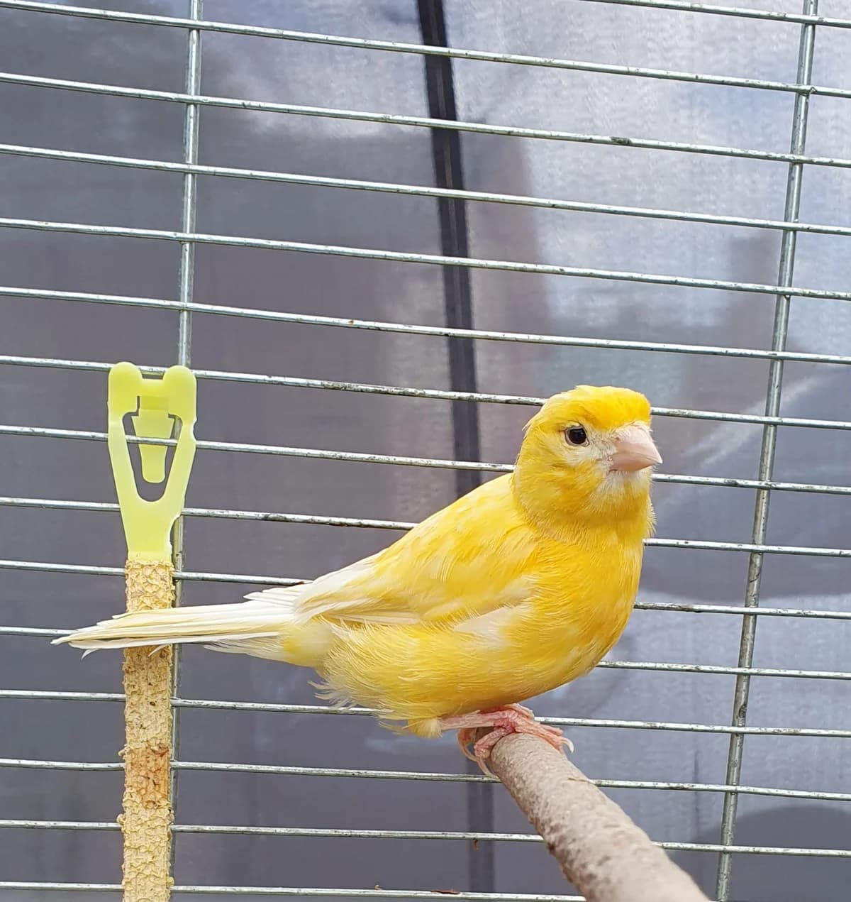 Kanarienvögel, Mixed Breed for adoption at Tierschutzverein M.u.T. Mensch und Tier, Bingen am Rhein