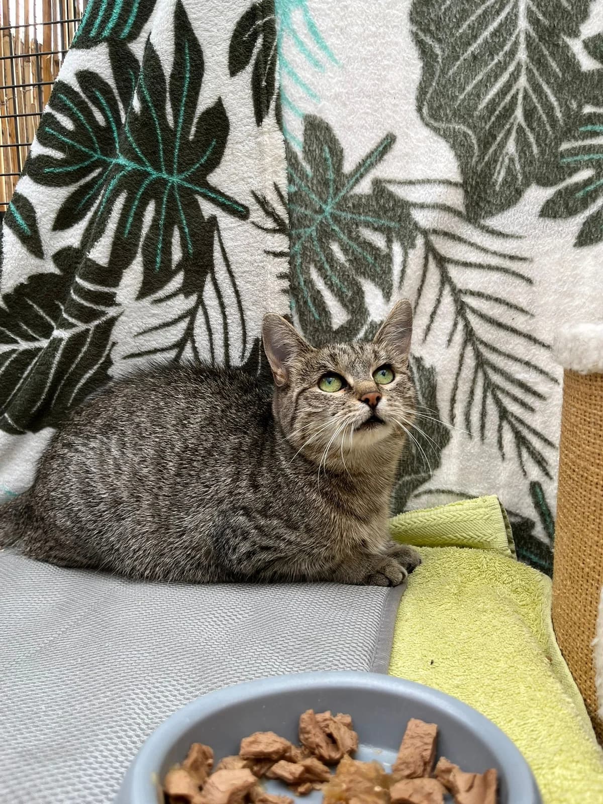 Hannah-Katzenkenner gesucht, female 6yo Mixed Breed for adoption at Tierschutzverein M.u.T. Mensch und Tier, Bingen am Rhein