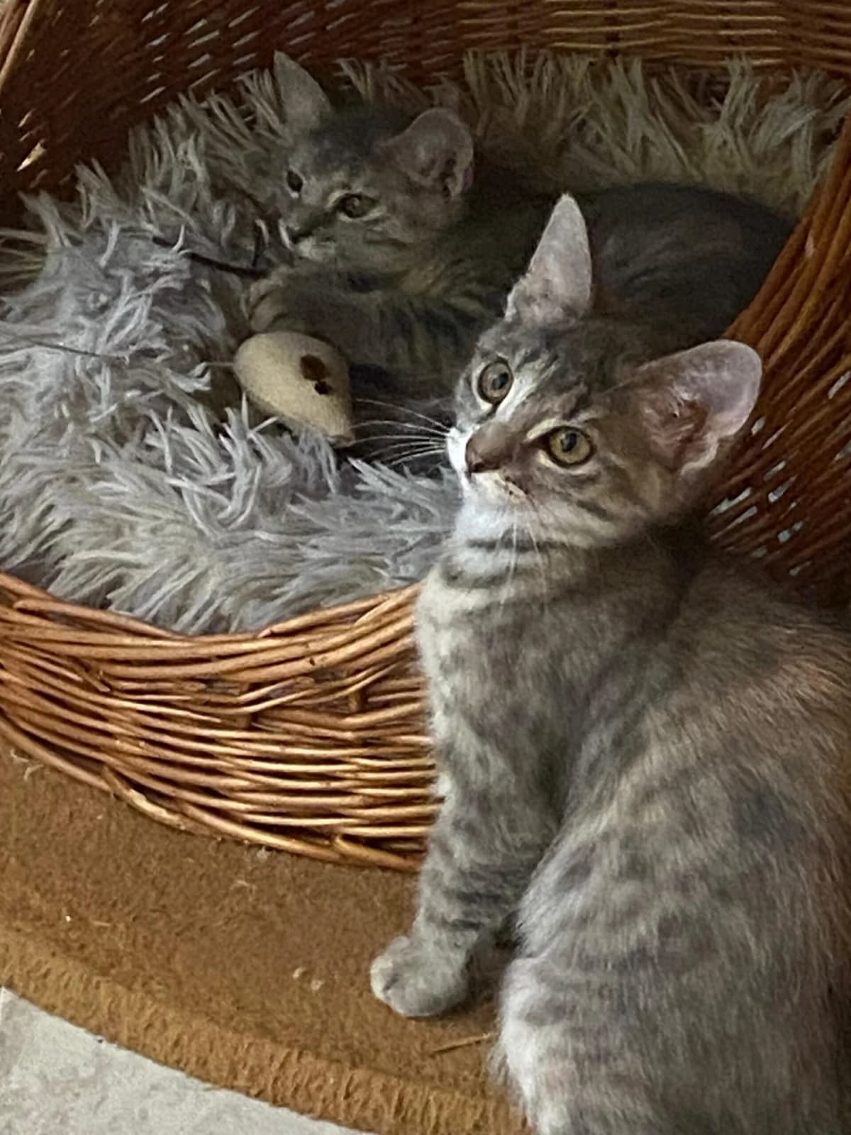 4 Kitten 💕, male Mixed Breed for adoption at Tierschutzverein M.u.T. Mensch und Tier, Bingen am Rhein