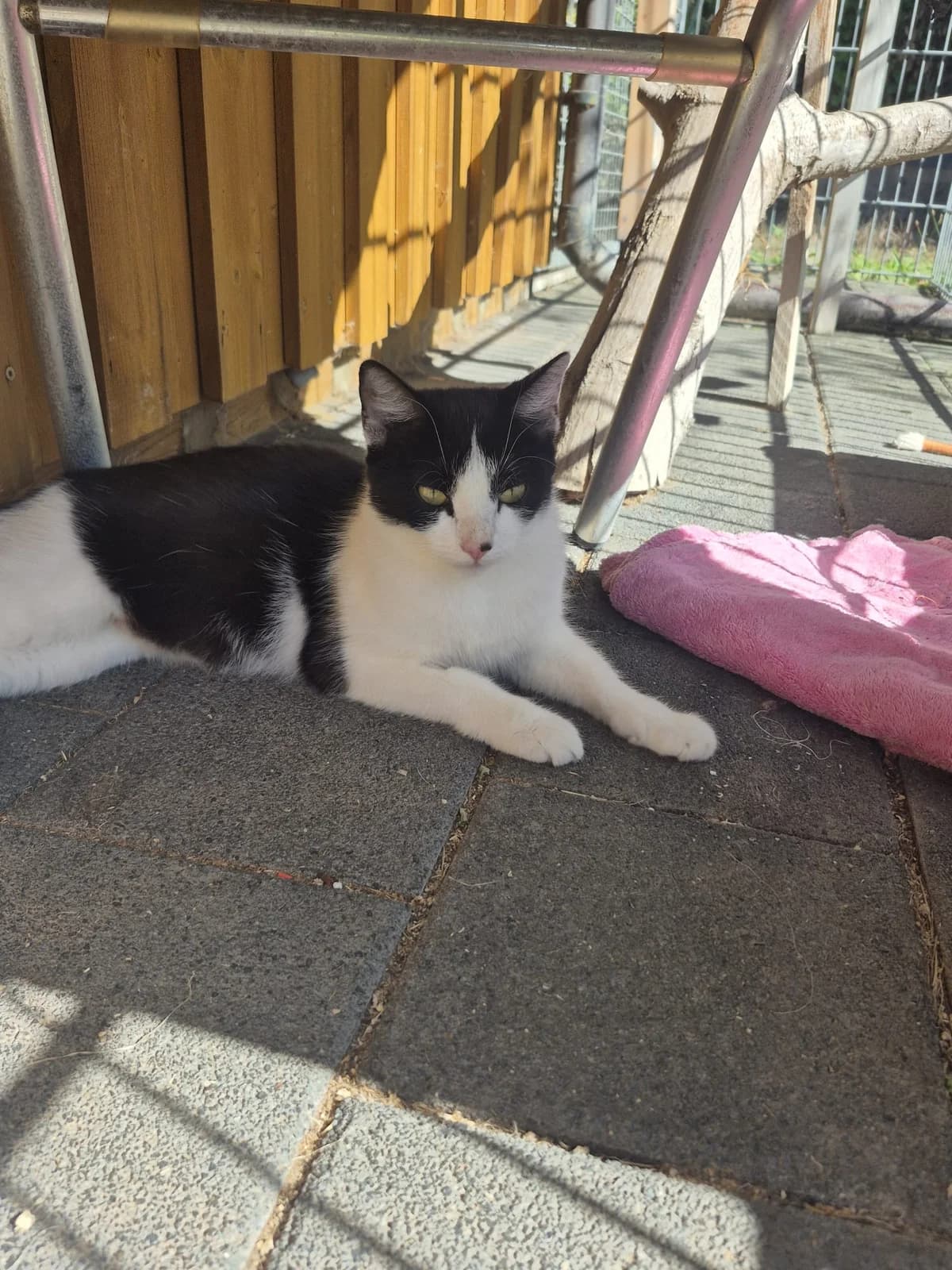 Mama Lulu, young Mixed Breed for adoption at Tierschutzverein M.u.T. Mensch und Tier, Bingen am Rhein