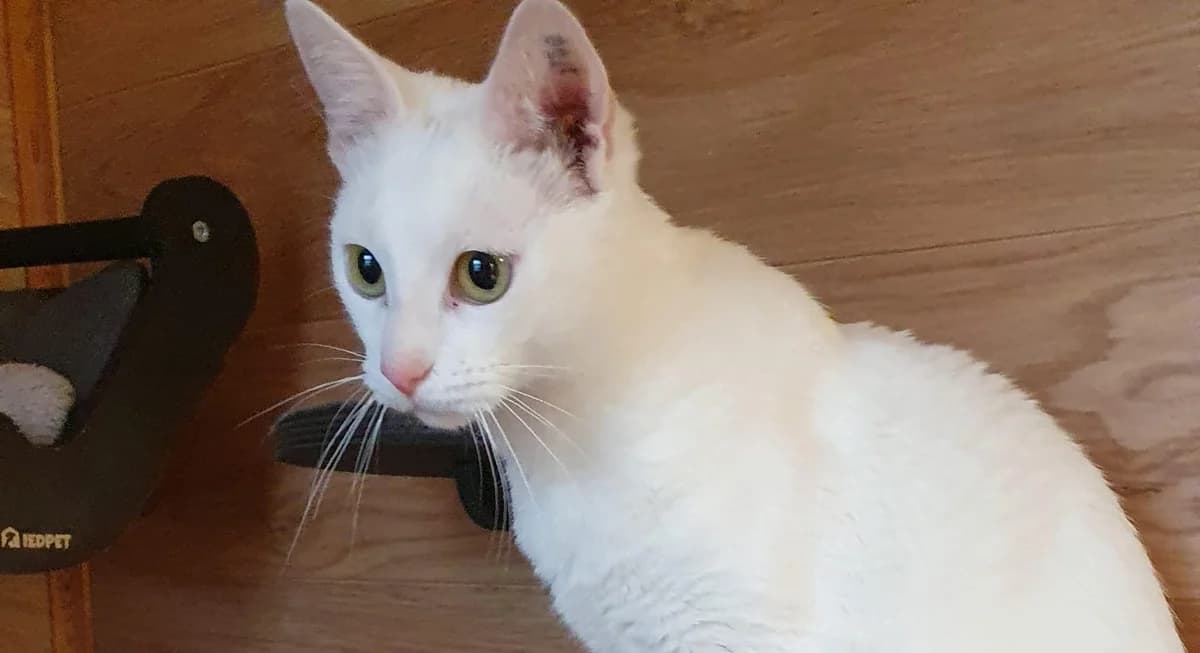 Mila – Quatschtante, Mixed Breed for adoption at Tierschutzverein M.u.T. Mensch und Tier, Bingen am Rhein