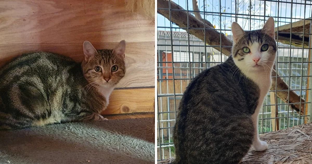 Schlumpf und Sunny, young Mixed Breed for adoption at Tierschutzverein M.u.T. Mensch und Tier, Bingen am Rhein