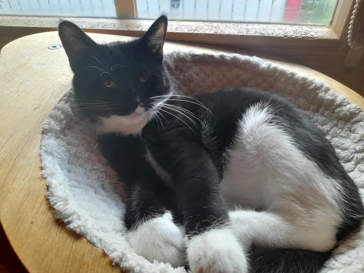 Katzenkind Mona, Mixed Breed for adoption at Tierschutzverein M.u.T. Mensch und Tier, Bingen am Rhein