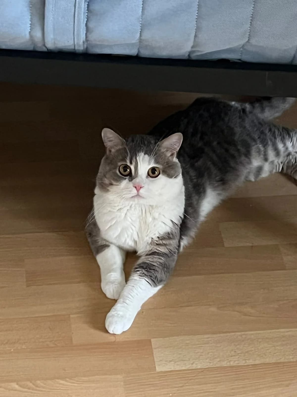 Schüchterner Kater, male 3yo Mixed Breed for adoption at Tierschutzverein M.u.T. Mensch und Tier, Bingen am Rhein