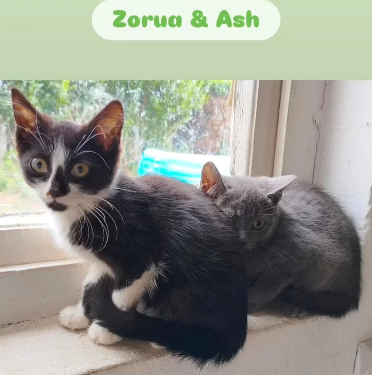 Zorua, schwarz female puppy European Shorthair for adoption at Mutig Tierschutz e.V.