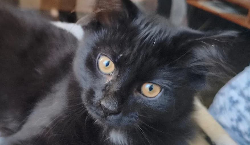 Gnocci, schwarz male puppy mixed breed for adoption at Mutig Tierschutz e.V.