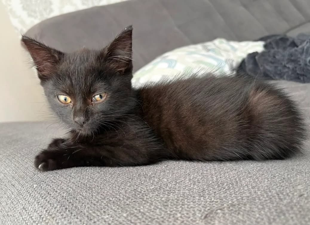Mila, schwarz female puppy European Shorthair for adoption at Mutig Tierschutz e.V.