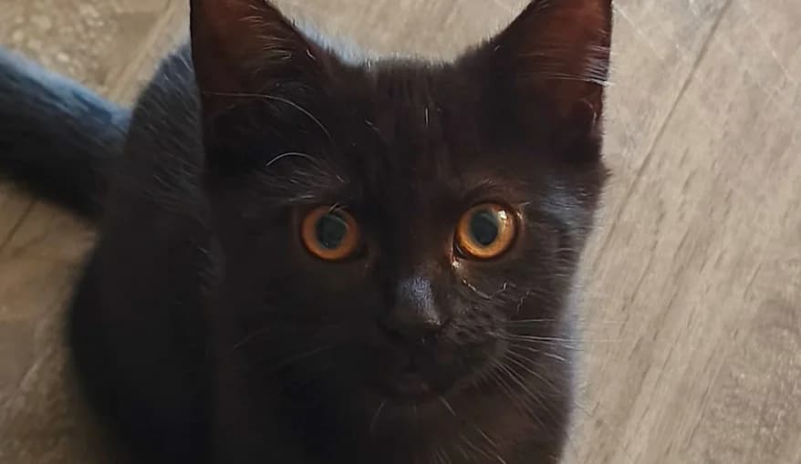 Mila, schwarz female puppy European Shorthair for adoption at Mutig Tierschutz e.V.