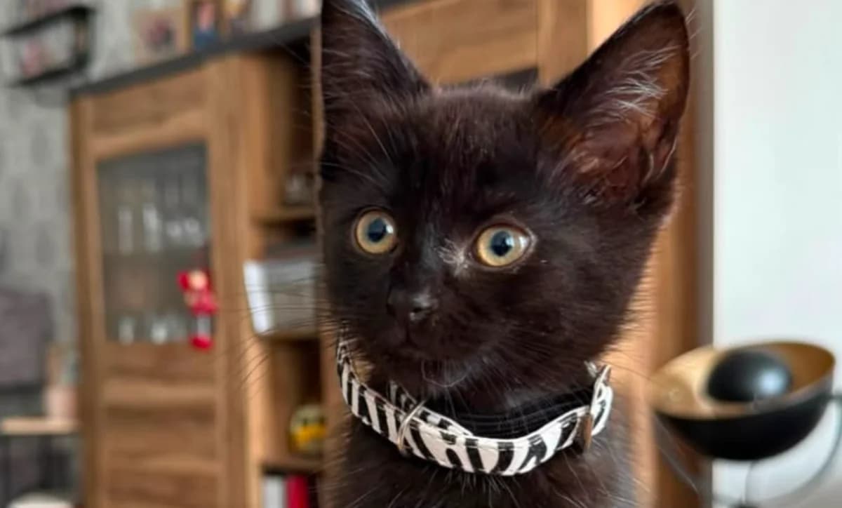 Mia, schwarz female puppy European Shorthair for adoption at Mutig Tierschutz e.V.