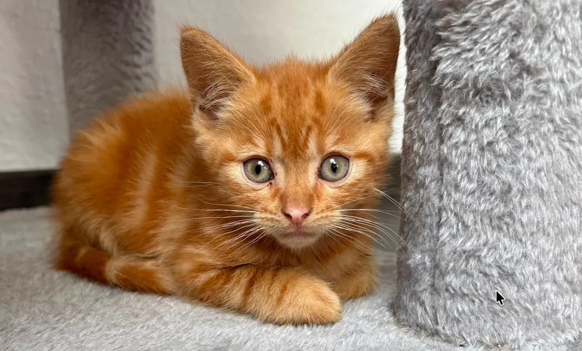 Toffi, rot male puppy European Shorthair for adoption at Mutig Tierschutz e.V.