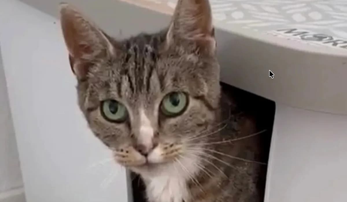 Hermine, braun female European Shorthair for adoption at Mutig Tierschutz e.V.
