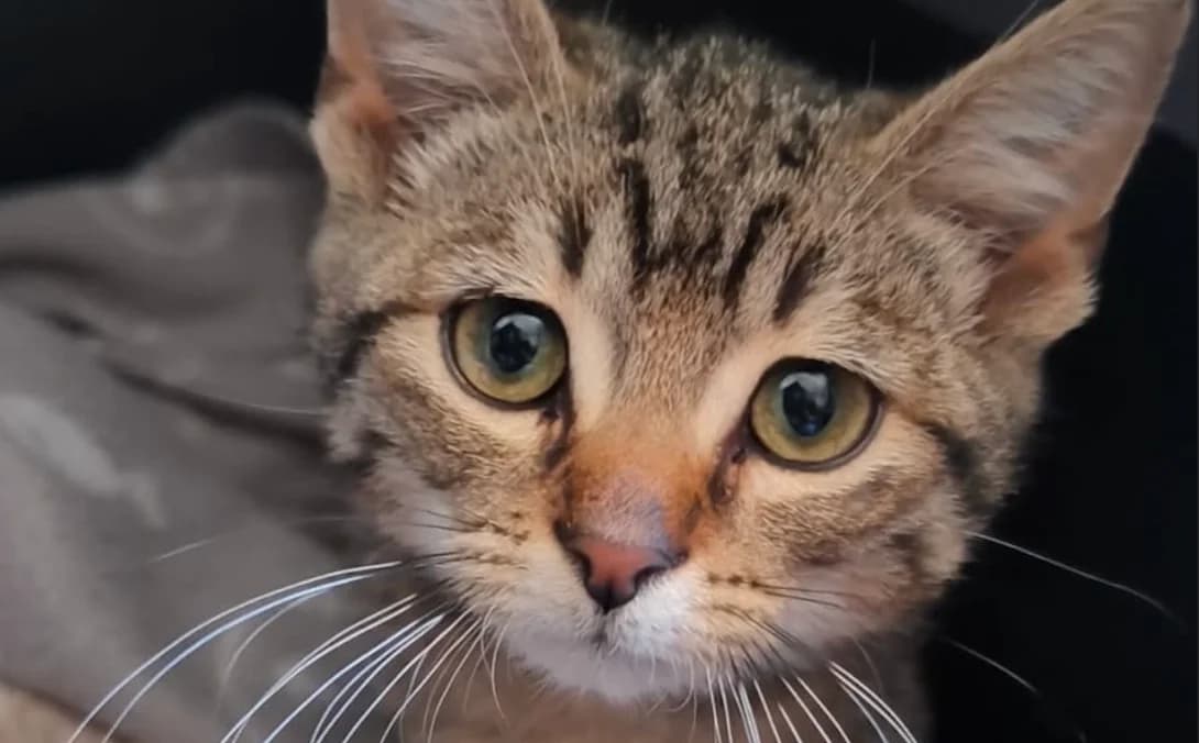 Willy, braun male puppy European Shorthair for adoption at Mutig Tierschutz e.V.